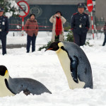 Människor tittar på pingviner i Nanjings djurpark i Kinas östligt belägna Jiangsuprovins. (AFP PHOTO CHINA OUT GETTY OUT)