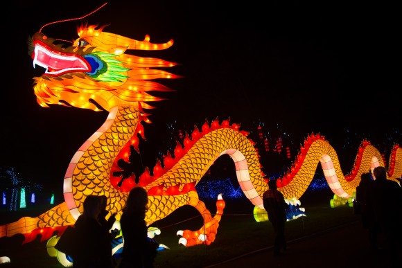 En lysande drake paraderar i Wiltshire i England den 12 november 2015. (Foto: Matt Cardy/Getty Images for Longleat)
