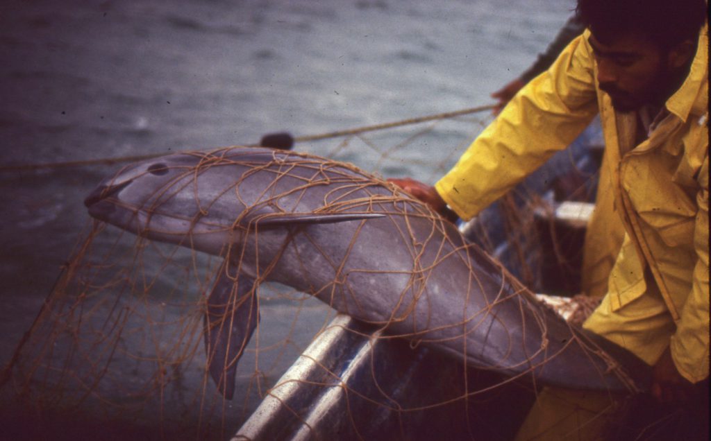 Kaliforniatumlare i ett fiskenät avsett för kaliforniska vekfiskar i El Golfo de Santa Clara, Sonora, Mexiko 1992. (Foto: Christian Faesi, Copyright Omar Vidal)