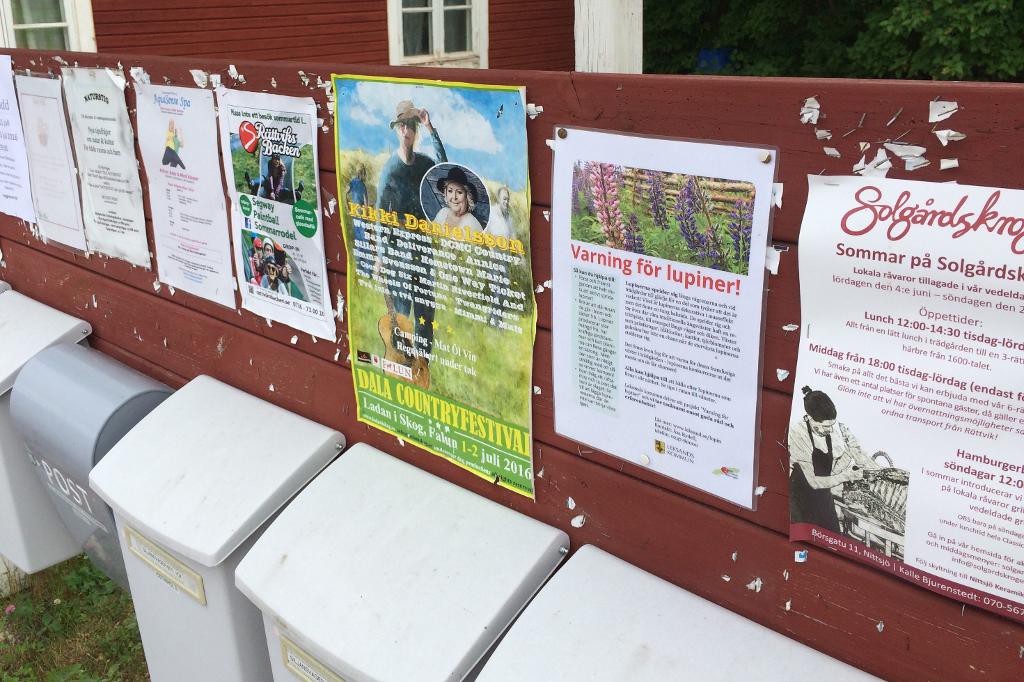Lupinerna invaderar och i Leksand kampanjar kommunen mot växtens utbredning. (Foto: Åsa Rydell / Leksand Kommun / TT)