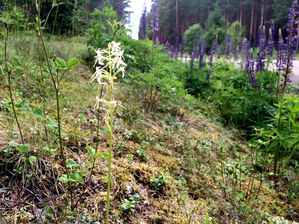 Nattviolen är en av de blommar som har svårt att hålla stånd mot invasionen av lupiner. (Foto: Åsa Rydell /Leksand Kommun / TT)