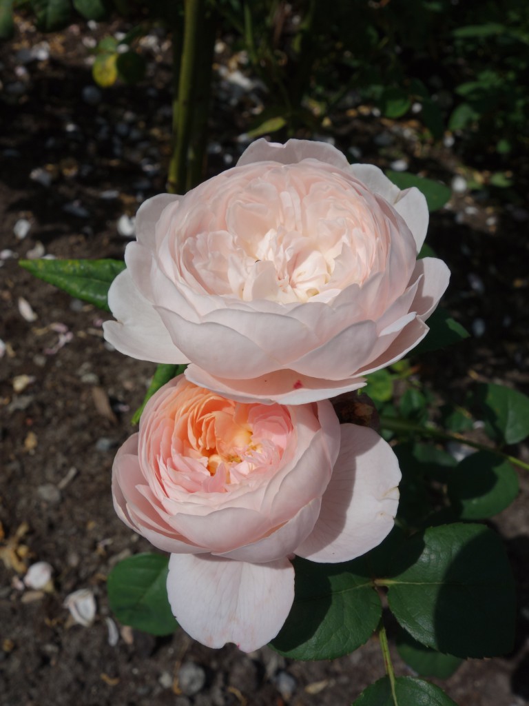Blomningen av Rosengången börjar med lökarna, sedan tar perenner och doftande rosor vid.