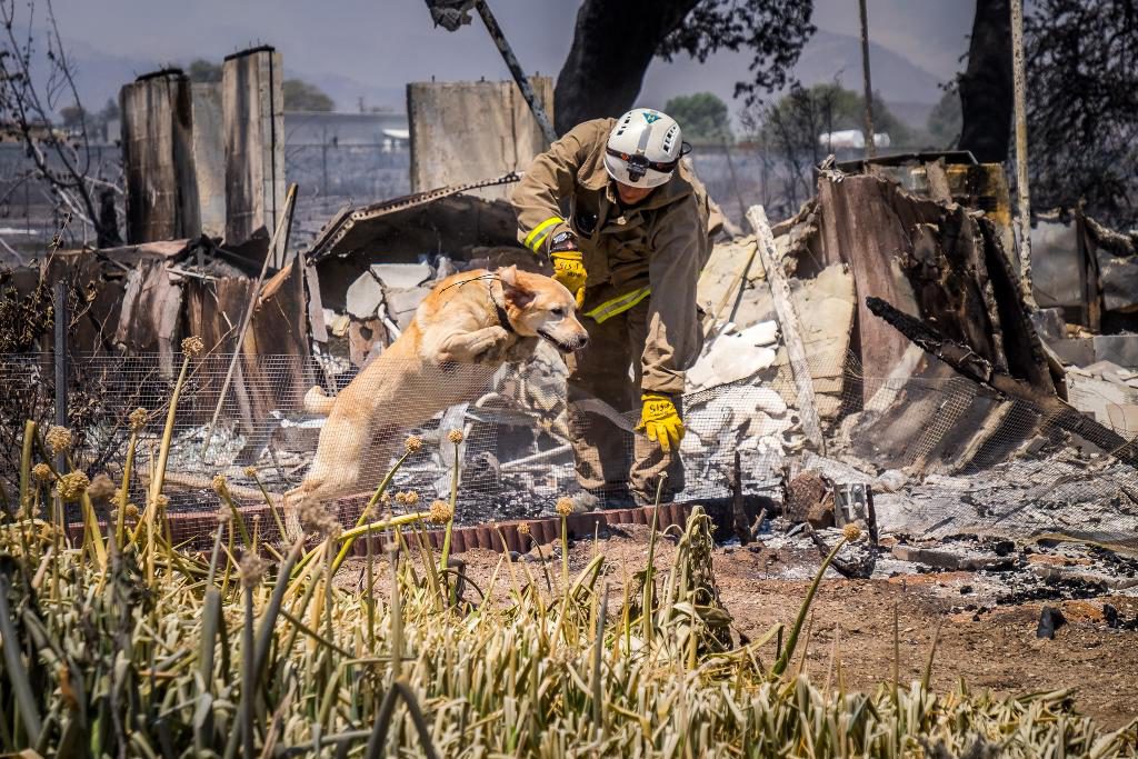 En hund söker efter eventuella dödsoffer nära eldhärjade byggnader i Kalifornien. (Foto: Louis Penna/Brandskyddsmyndigheten i San Bernardino/AP/TT