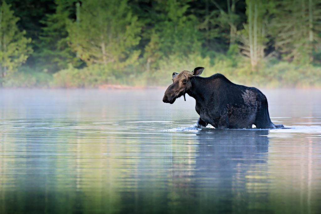 En älghona i en sjö. I början av september börjar älgjakten i Norrland. (Foto: Kevin Crosby/ Unsplash)