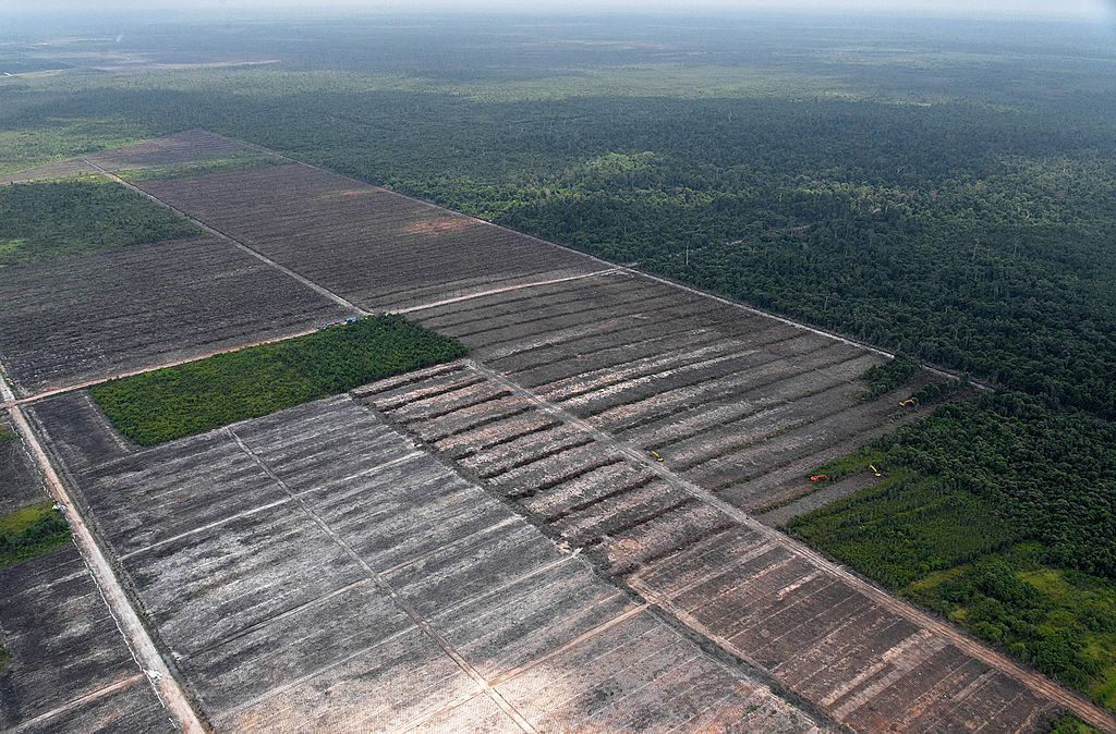 Bilden från ett flygfotouppdrag av Greenpeace. Den visar rensad torvmarksskog som har förvandlats till palmoljeplantage – i East Kotawaringin-distriktet, Central Kalimantan-provinsen på Borneo i Indonesien. (Foto: Bay Ismoyo /AFP/Getty Images)