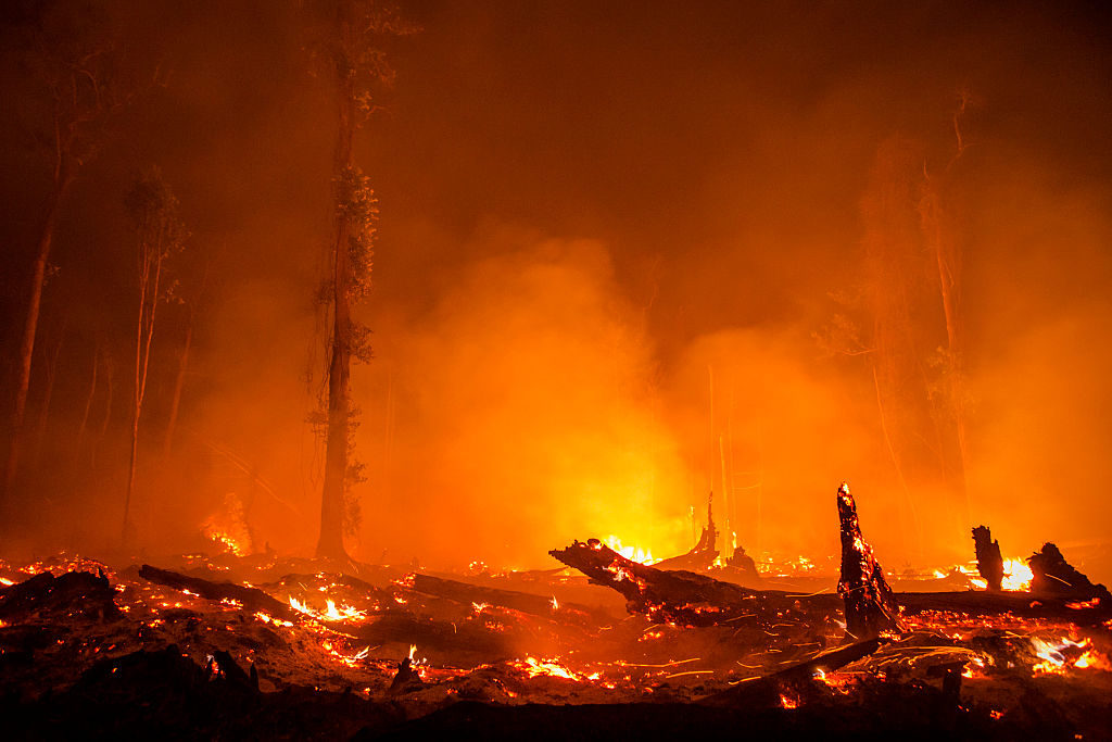 Torvmarksskog rensas av eld till att bli palmoljeplantage. Utanför Palangkaraya, Central Kalimantan i Indonesien. (Foto: Ulet Ifansasti /Getty Images)