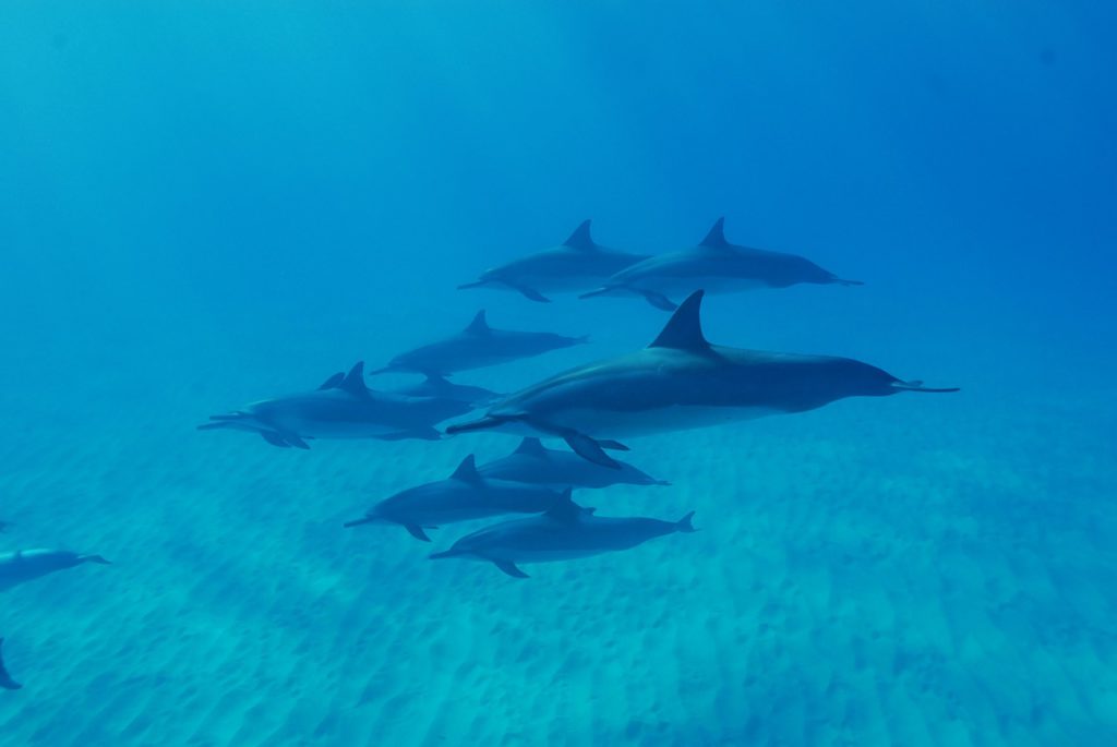 dolphins-788176_1280