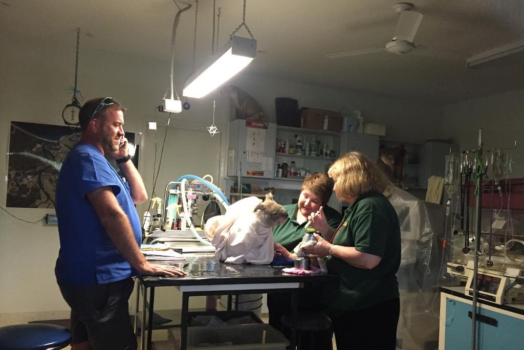Koalan Ian är gammal och slö och en av de långtida patienterna på koalasjukhuset i Port Macquarie. (Foto: Lisa Abrahamsson /TT)