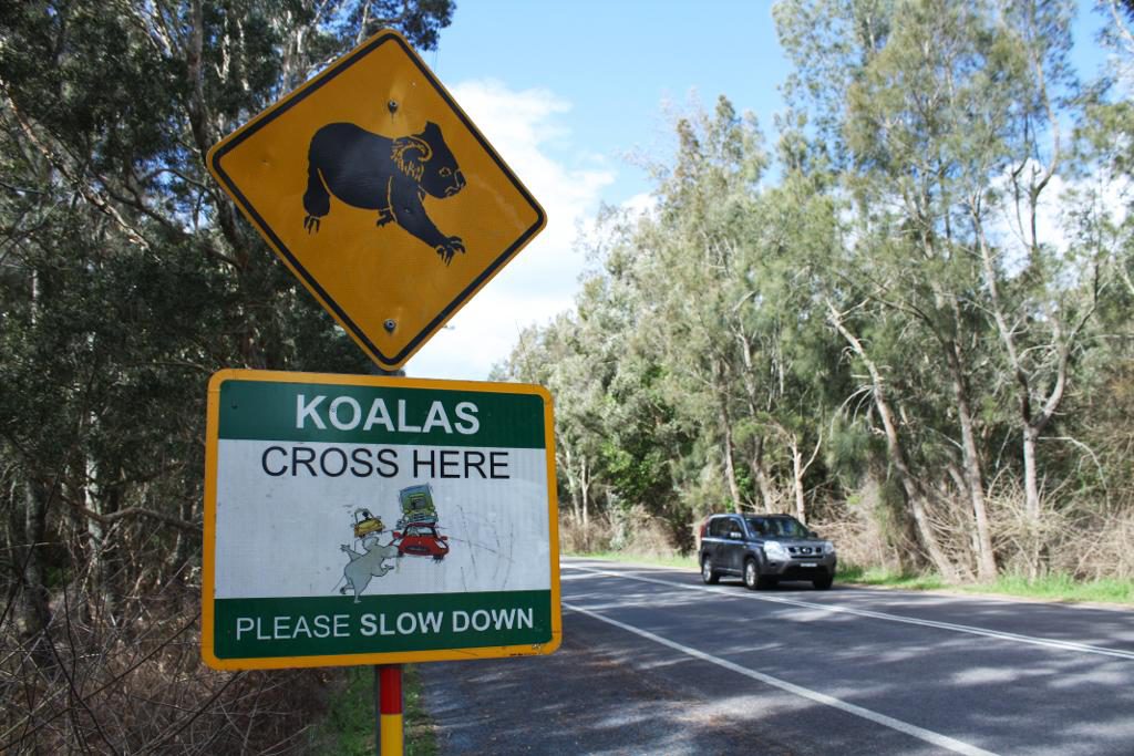 På koalasjukhuset i "koalahuvudstaden" Port Macquarie finns till och med en särskild koalaambulans. Volontärer tar emot tips om sjuka koalor i naturen och åker ut och hämtar dem. (Foto: Lisa Abrahamsson / TT)