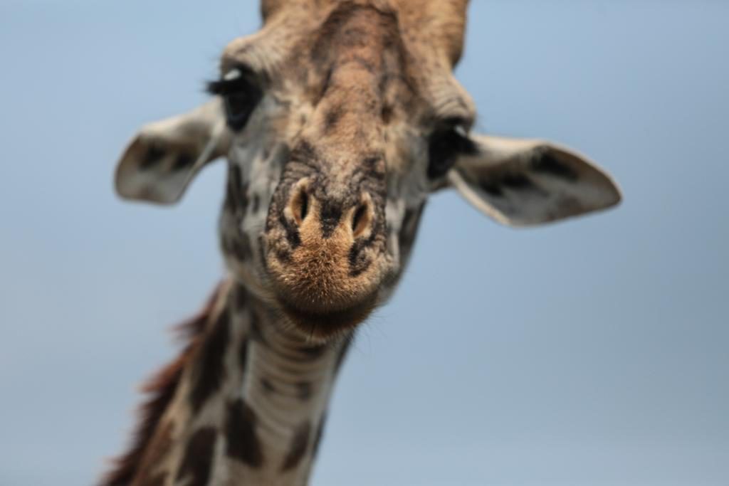En giraff i nationalparken Amboseli i Kenya med Afrikas högsta berg Kilimanjaro i bakgrunden. Girafferna har minkat kraftigt i antal i Afrika de senaste 30 åren. (Foto: Khaled Kazziha)