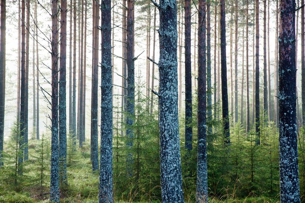 Trenden att det växer mer skog än det avverkas har pågått sedan 1950-talet. (Foto: Roald, Berit)