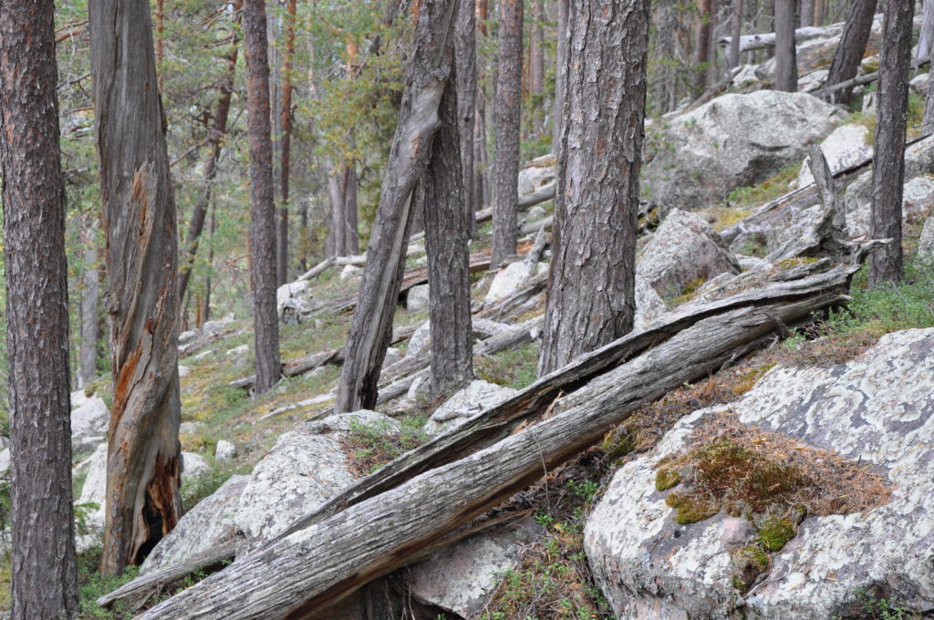 Uråldrig tallskog nära Vuollerim. Fortfarande avverkas skyddsvärda gammelskogar i Sverige. (Foto: Mats Karström)