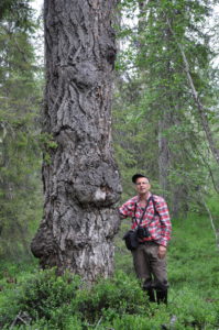 Hövding Ulu från Söderhavet hjälpte till att skydda gammelskogen på Karkberget. Som tack för hjälpen fick han den här jätteaspen som Mats Karström står bredvid. (Foto: Hasse Andersson)