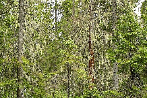 Hänglavsrik skog i Nätra fjällskog, Ångermanland. De dominerande arterna är garnlav och vanlig skägglav, men långskäggslav förekommer också i området.