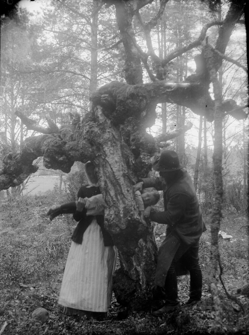 Ett barn dras genom ett träd för att botas från engelska sjukan. Foto taget i Uppland av okänd fotograf. Foto: Nordiska museet