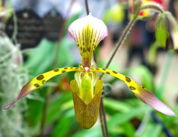 Närbild av en Paphiopedilum (guckusko)-orkidé på utställningen på Ottawas orkidémässa den 18 april 2015. (Foto: Pam McLennan/Epoch Times)