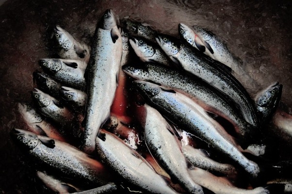 Lax från Östersjön, Vänern och Vättern innehåller ofta höga halter av dioxiner. (Foto: Francisco Negroni/ AFP) 
