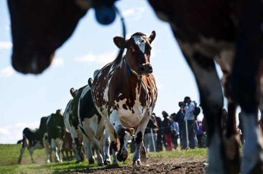 Det har blivit ett folknöje att se på när korna släpps ut efter vintern, här på en gård i Kalmar 2010. (Foto: Paul Madej / Scanpix /AFP)