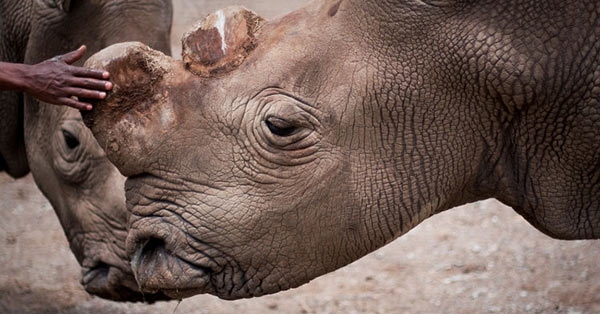 Noshörningen Suni. (Ol Pejeta Conservancy)