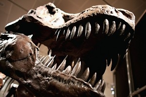 Nya bevis har fått forskarna att strida om huruvida ett meteoritnedslag eller vulkanutbrott orsakade massförintelsen av dinosaurierna för 65 miljoner år sedan. (Foto: Spencer Platt/Getty Images)