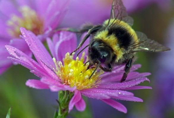 Ny forskning i tidskriften Nature visar att bekämpningsmedel som är baserade på neonikotinoider, bär ansvaret för bisamhällenas kollaps, även kan ha en tung belastning på fåglar.  (Foto: Matthias Hiekel/AFP/Getty Images)
