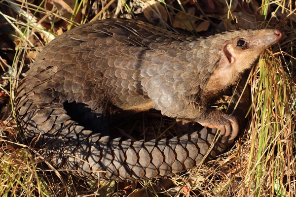 Den vitbukiga myrkotten (Manis tricuspis) har blivit klassad som utrotningshotad på en ny rödlista från Internationella naturvårdsunionen. (Foto: African Pangolin Working Group (APWG)
