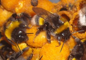 Bilden visar arbetshumlor (av arten Bombus Terrestris, mörk jordhumla) med RFID-märkning (Radio Frequency Identification). (Richard Gill)