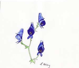 Aconite har många namn; stormhatt, munkskallar, munkhatt, duvvagn eller duvor i vagn. Honungsgömmena i blomman är faktiskt formade som två små duvor. (Foto: The Epoch Times/Louise McCoy)