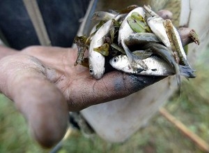 Bybon Yin Jiqiu visar upp småfisk som han fångat i ett flöde avgrenat från Dongtingsjön (Foto: Frederic J. Brown/AFP/Getty Images)

