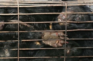 Björnarna hålls i små burar medan de tappas på galla. Denna finns på en björnfarm i Sichuanprovinsen i sydvästra Kina. (Foto: China Photos/Getty Image)