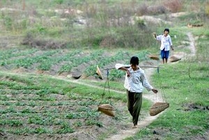 Kinesiska bönder arbetar på fälten i Qionghai, Hainan-provinsen i Kina. Medan såväl Kina som Japan har genomgått en 30 år lång ekonomisk uppgång kan en japansk genomsnittslön jämföras med en lön i USA, medan en kinesisk genomsnittslön är bara 3% av en amerikansk. (Foto: China Photos/Getty Images)
