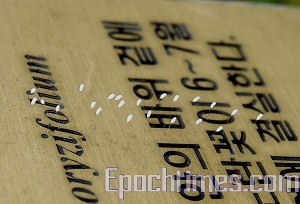 På taket av en domstolsbyggnad i västra Seoul, Korea, finns en trädgård där man nyligen upptäckt 22 stycken Udumbarablommor på en namnskylt. Blommorna är endast en halv centimeter stora. (Foto: Kim Guk Hwan/Epoch Times)
