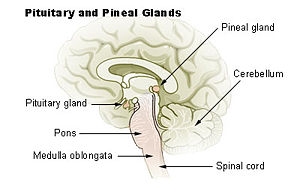 



Pineal gland är det engelska ordet för tallkottkörteln vars plats finns i hjärnans mitt. (Foto: Wikipedia)                                                                                                                                                                                