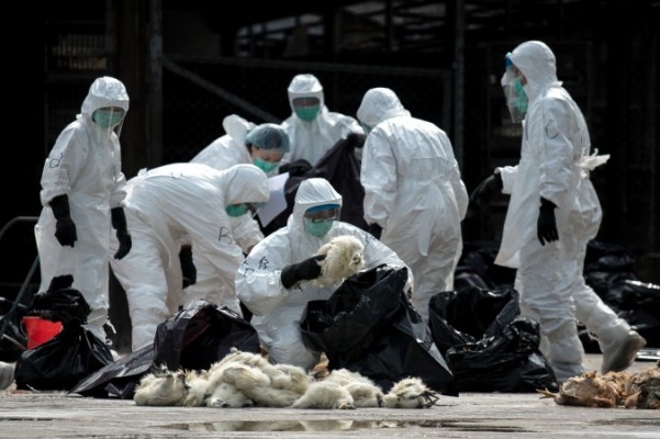 Tjänstemän i masker och skyddsdräkter stoppar döda kycklingar i svarta plastsäckar i Hongkong den 28 januari 2014. Hongkong påbörjade en masslakt av 20 000 kycklingar efter att det dödliga fågelinfluensaviruset H7N9 hade upptäckts hos fjäderfän som importeras från Kina, enligt myndigheterna. (Foto: Philippe Lopez/AFP/Getty Images)