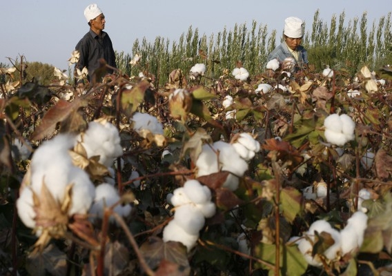 Bomullsfält i Xinjiang i Kina. (Foto: AFP/Frederic J. Brown) 