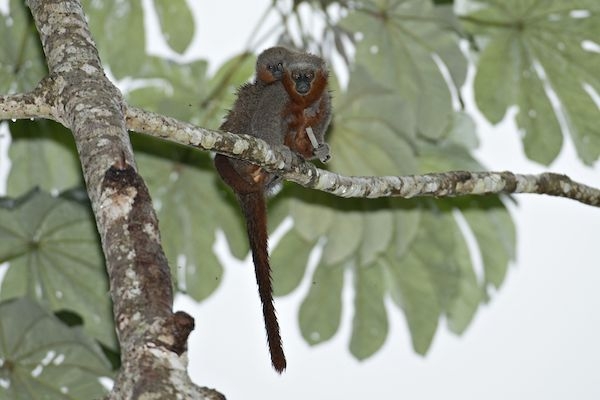 Två apor av arten Miltons springapa (Callicebus miltoni). (Foto av Adriano Gambarini)