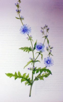 

En cikoria, målad av illustratör -och konstnärinnan Margareta Jacobson. (Foto: Med särskilt tillstånd).
                                                                                        