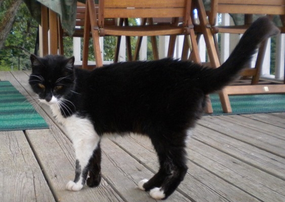 Kattkarma: Även en katt kan lära människor en läxa. Då Roxy (ej på bild) gosade runt i mitt knä och gned sitt ansikte mot mina armar, ben, bröst och ansikte så tänkte jag: "Alla kommer in i ens liv av en anledning, oftast för att lära oss något." Jag tittade på Roxy och sade: "Vad har du kommit för att lära mig?" (Foto: Epoch Times) 