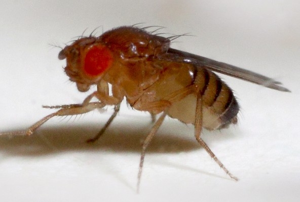 



Bananflugan, Drosophila melanogaster, lever kort men intensivt. (Foto: Rebecca Dean)
                                                                                                                                                                                