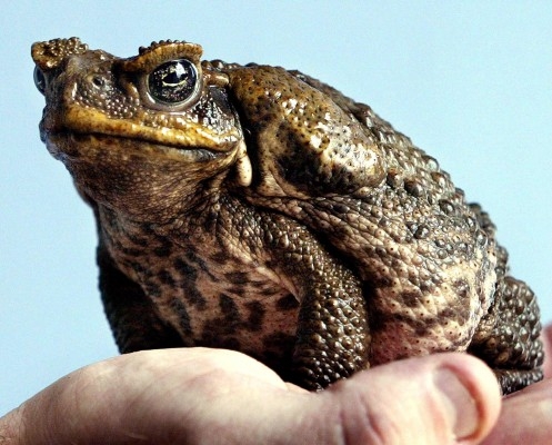 Den här arkivbilden visar en giftig agapadda på Taronga Zoo i Sydney. Tusentals giftiga agapaddor har tillfångatagits i nordöstra Australien på den årliga paddödardagen, Toad Day Out.(Foto: Rob Elliott/AFP)
