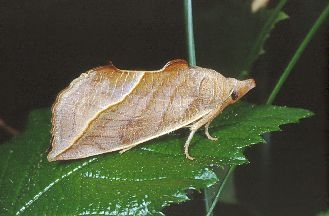 Vampyrfjäril (Calyptra Thalictri).
