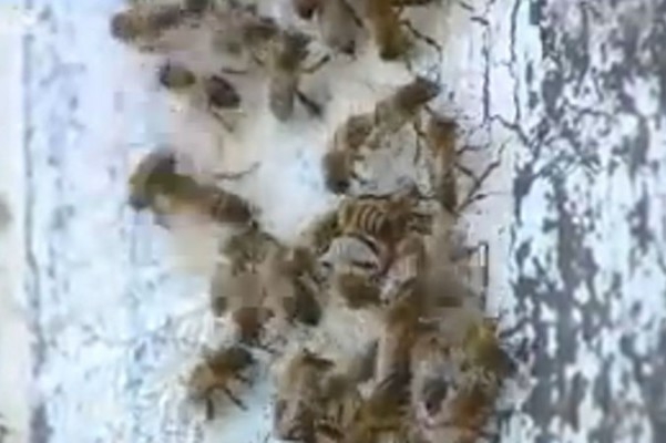 En skärmdump av BBC:s YouTube-video från 2008 visar "mördarbin" i Texas.