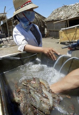 Ett arkivfoto från Vietnam där räkor inspekteras, nyss hämtade från familjens räkfarm i Quang Xuongdistriktet i den norra kustprovinsen Thanh Hoa, den 26 juli 2003. En ökad efterfrågan på jätteräkor har lett till ökning av räkodlingar, utplånandet av mangroveskogar och andra ekosystem. (Foto: Hoang Dinh Nam / AFP / Getty Images)