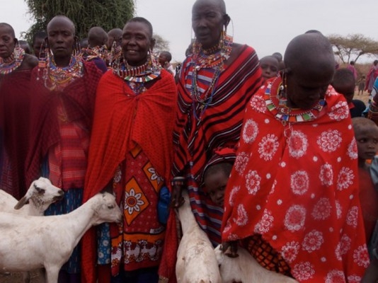 Traditionella omskärare tar emot getter som bevis på uppskattning för att de stödjer alternativa initiationsriter, ett alternativ till den traditionella ceremonin som innebär kvinnlig könsstympning. Initiationsriter. (Foto: Afrikanska skolor i Kenya)
