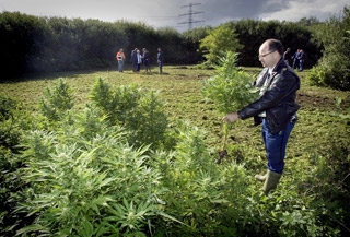Polisen i Holland flyttar på cannabisplantorna på ett fält nära byn Woldendorp i Groningen den 4 oktober 2006. Holländaren är kända för sin toleranta hållning till cannabis, men nu omvärderar de sin inställning därför att miljoner europeiska ”drogturister” åker till Holland för att göra det de inte kan hemma. (Foto: AFP/Dennis Beek)