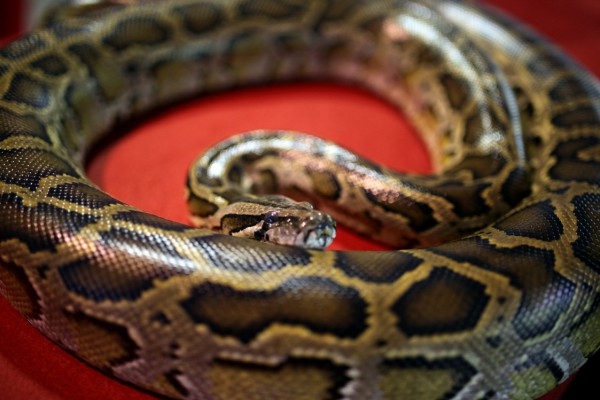 En pytonorm visas upp i Kuala Lumpurs National Zoo i februari 2013. (Foto: AFP/Mohd Rasfan)