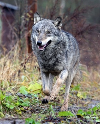 I Sakha-rebublikenen i det avlägsna Sibirien, har man beslutat betala ut skottpengar på varg, sedan ett stort antal renar och hästar dödats av rovdjuren.  (Foto: AFP/Alexey Gromov).