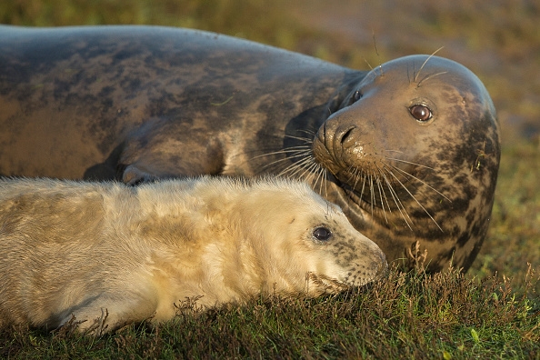 En gråsälskut ligger i gräset med sin mamma på ett naturreservat i Grimsby, England, den 24 november. (Dan Kitwood/Getty Images)