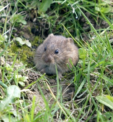 De här små gnagarna söker sig gärna in i vedbodar och sommarstugor. Det gäller att vara försiktig när man ska städa eller hantera ved. Det finns risk att man smittas av sorkfeber om man kommer i kontakt med eller andas in damm som innehåller urin, saliv eller avföring från sorkarna. (Foto: Marcel Mochet/AFP)