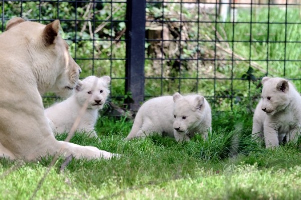 Tre vita lejonungar leker i sin inhägnad på Pont-Scroffs zoo i Frankrike, medan mamma Sweleka tittar på i april 2013. (Foto: Fred Tanneau/AFP/Getty Images)